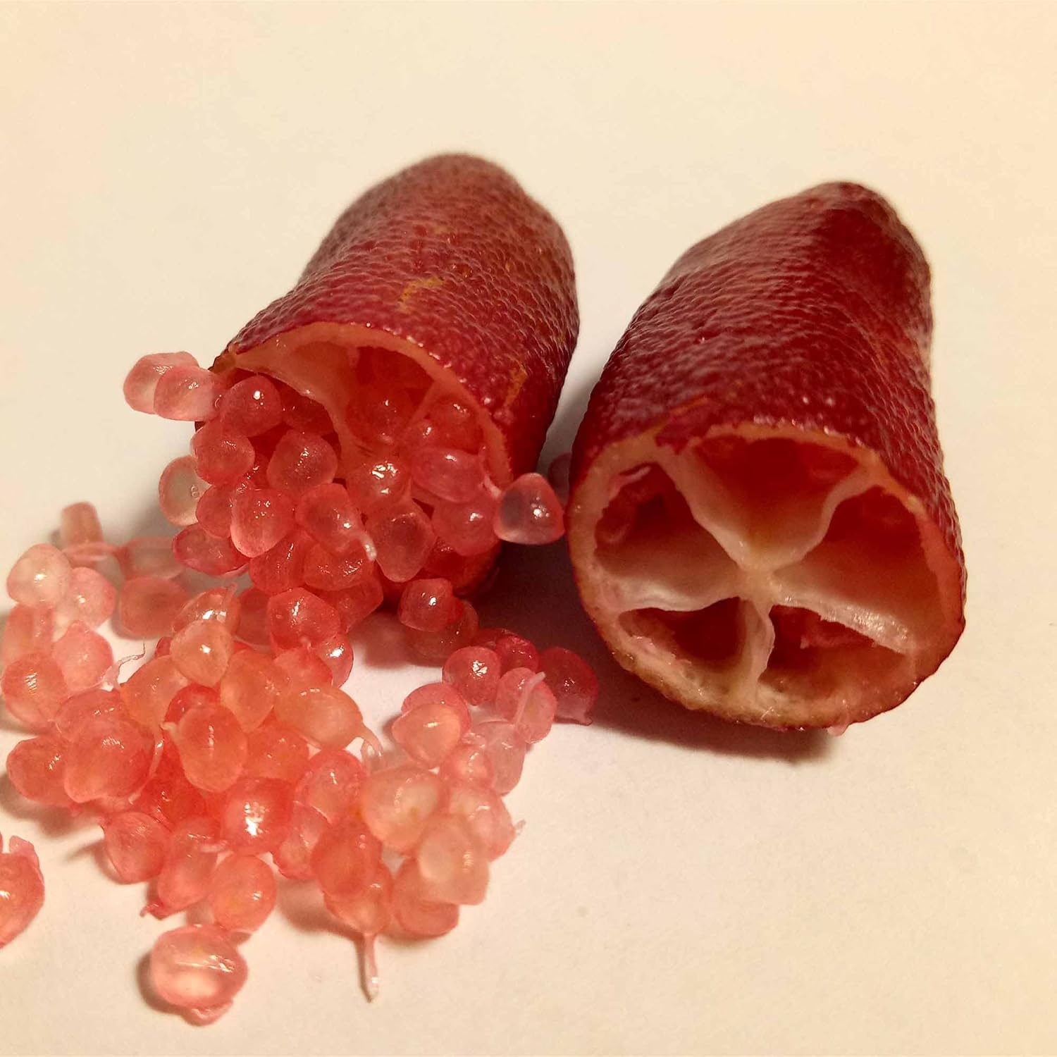 Buy Finger Lime Seeds Citrus Australasica Caviar Lime For Salads buy-finger-lime-seeds-citrus-australasica-caviar-lime-for-salads