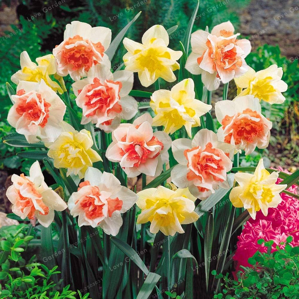 Jonquil Flower seeds for Planting - Easy to Grow, Heirloom & GMO Free Seeds for Home Garden
 
 Sale for planting in home garden.