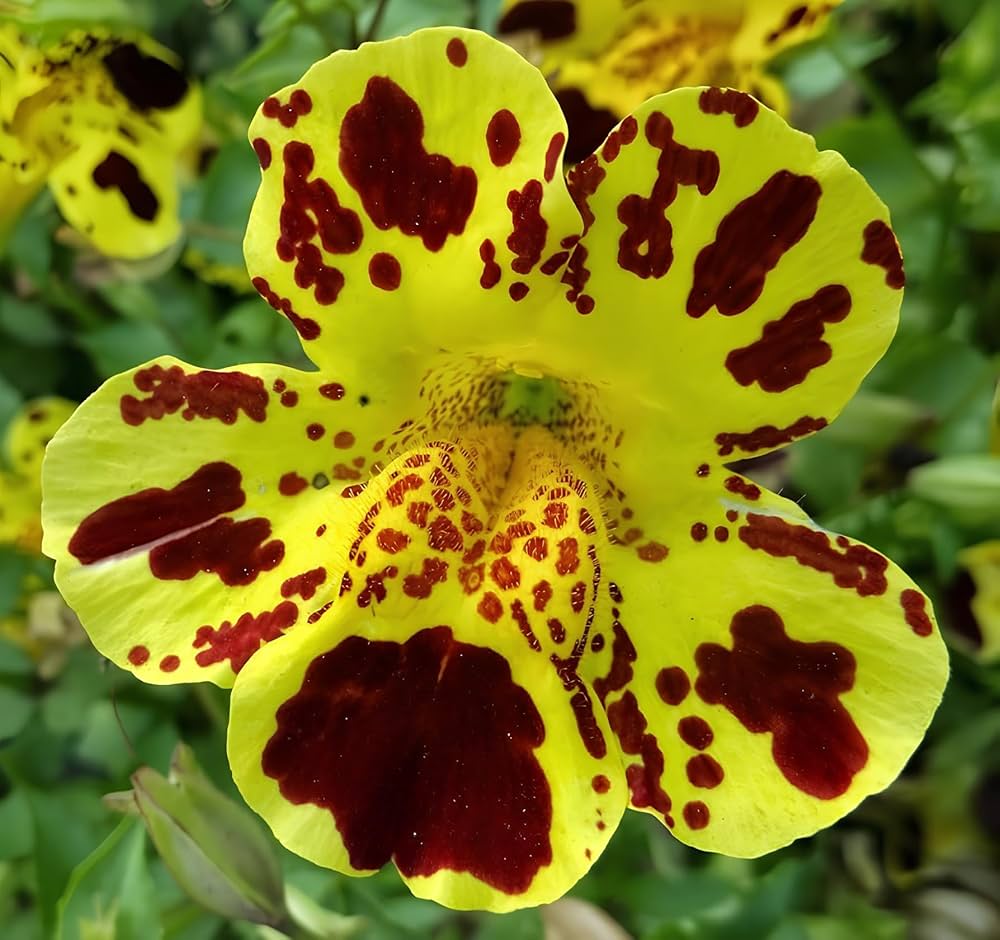 Affenblumensamen monkey flower seeds