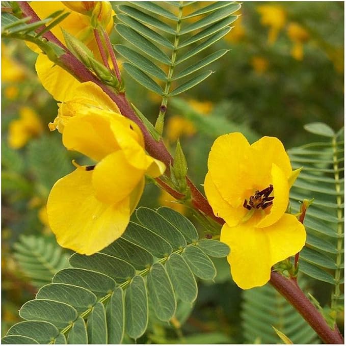 Partridge Pea Chamaecrista fasciculata for planting in flower bed