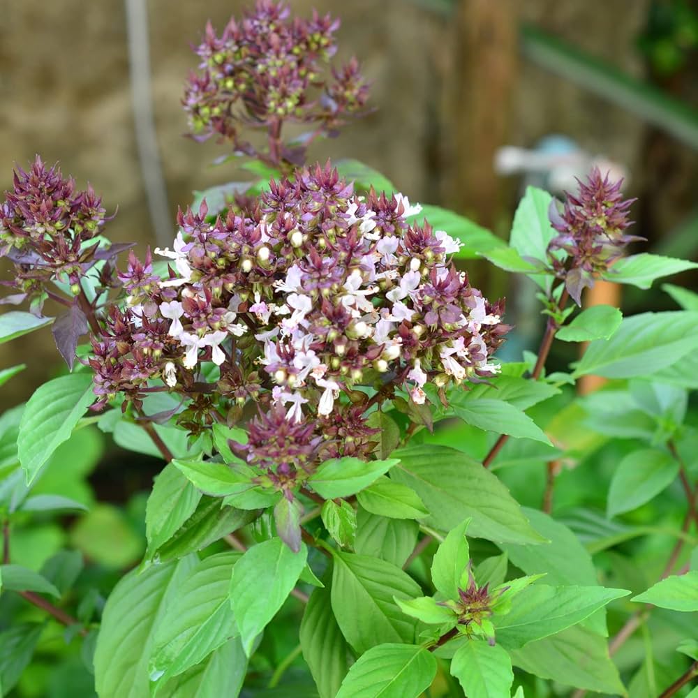 Blue Basil Seeds For Planting - Grow Your Own Flavorful Herb Plant Seeds