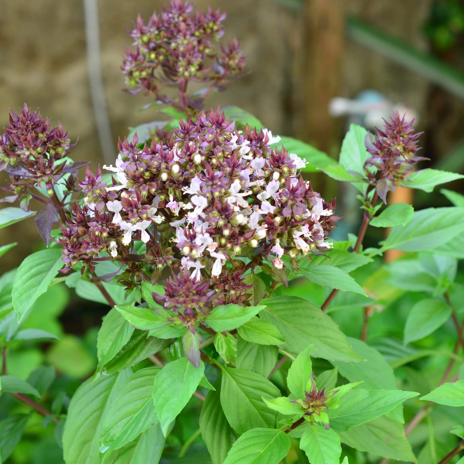 Clove Basil Ocimum gratissimum for planting in herb garden