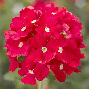 Verbena Logro Scarlet Flower seeds for red blooms