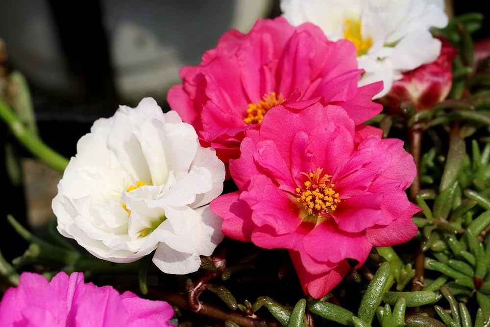 White Pink Moss Rose Flower seeds for Planting - Perfect for Borders, Heirloom & GMO Free Seeds for Home Garden
 
 Sale for planting in home garden.