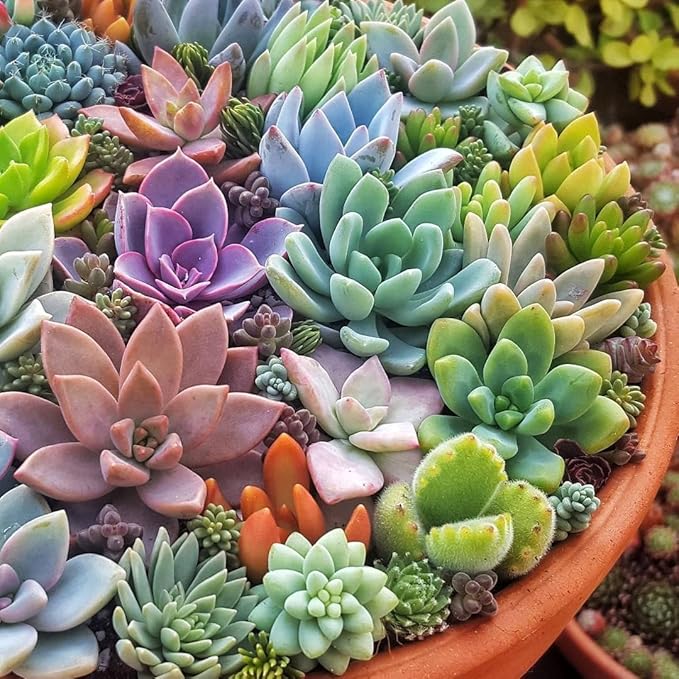 Succulent Planting Seeds - Easy To Grow Flowers Flower