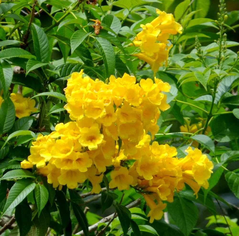 Yellow Alcea Ficifolia Flower seeds for Planting - Long Bloom Season, Heirloom & GMO Free Seeds for Home Garden
 
 Sale seeds for planting in home garden