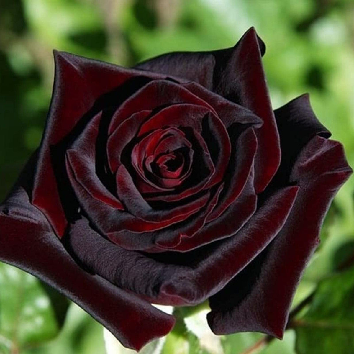 Gmo Roses Rare Black Grafted Red Climbing Rose Flower seeds for Planti