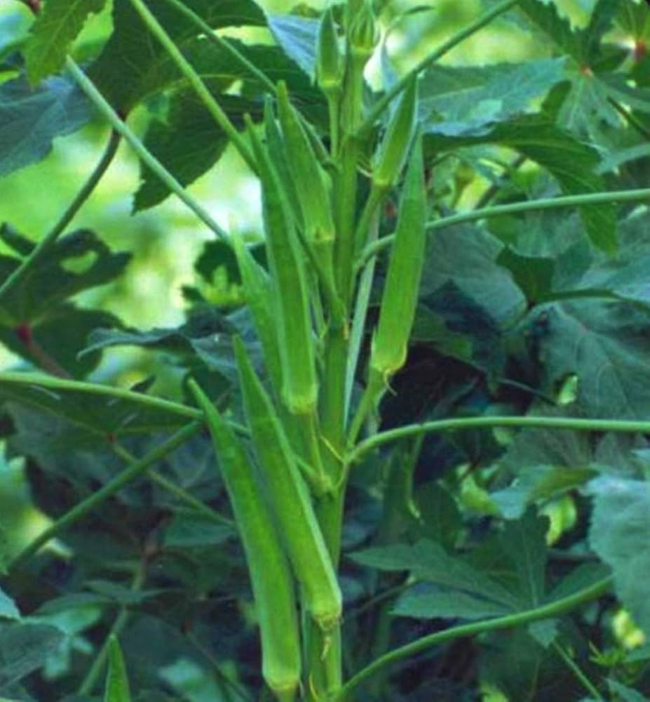 Okra Abelmoschus esculentus for planting in urban garden