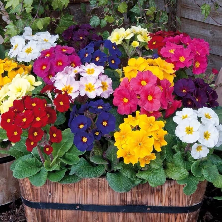 Mini Europe Primrose Primula vulgaris Seeds for planting in flower bed