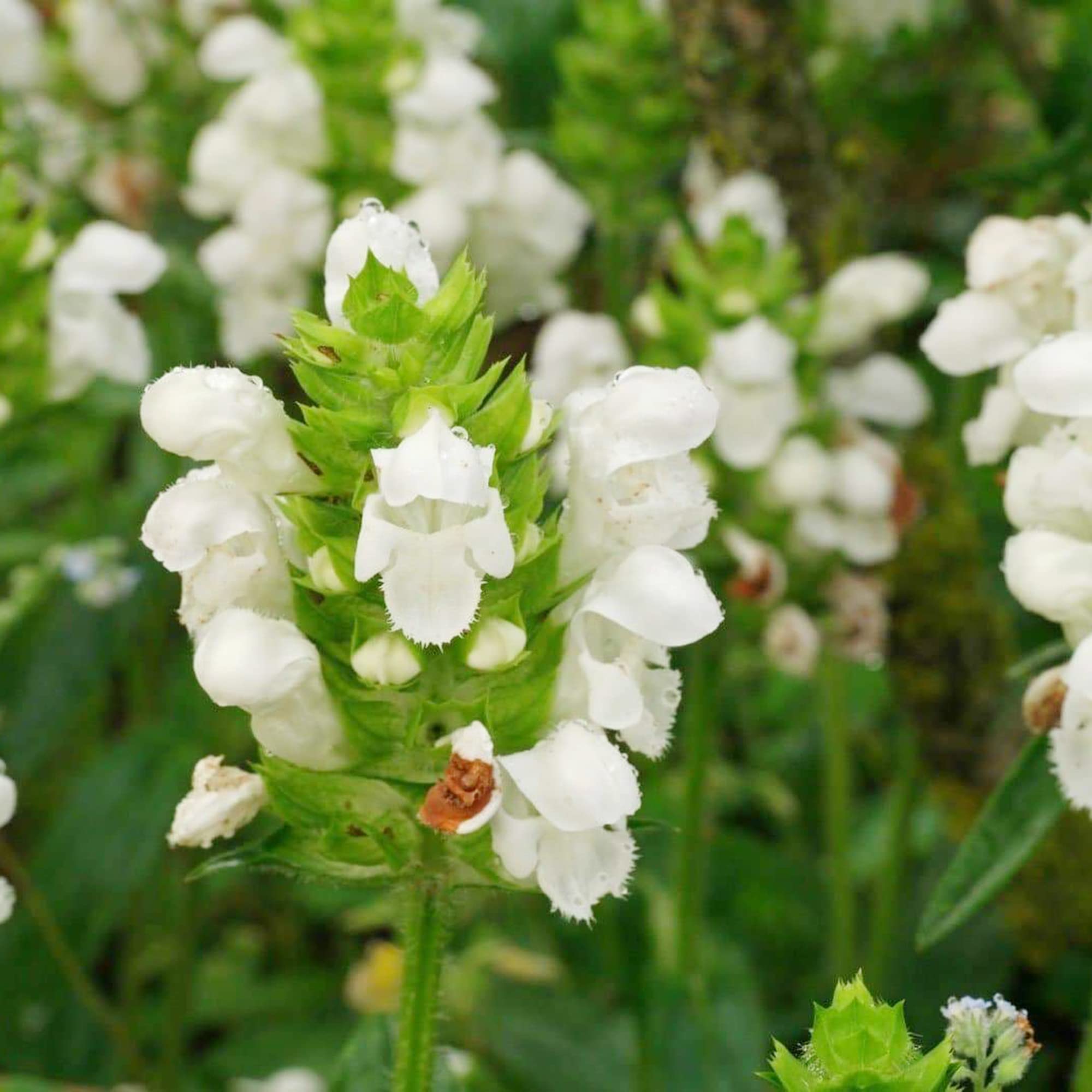 Prunella vulgaris mixed flower seeds for planting