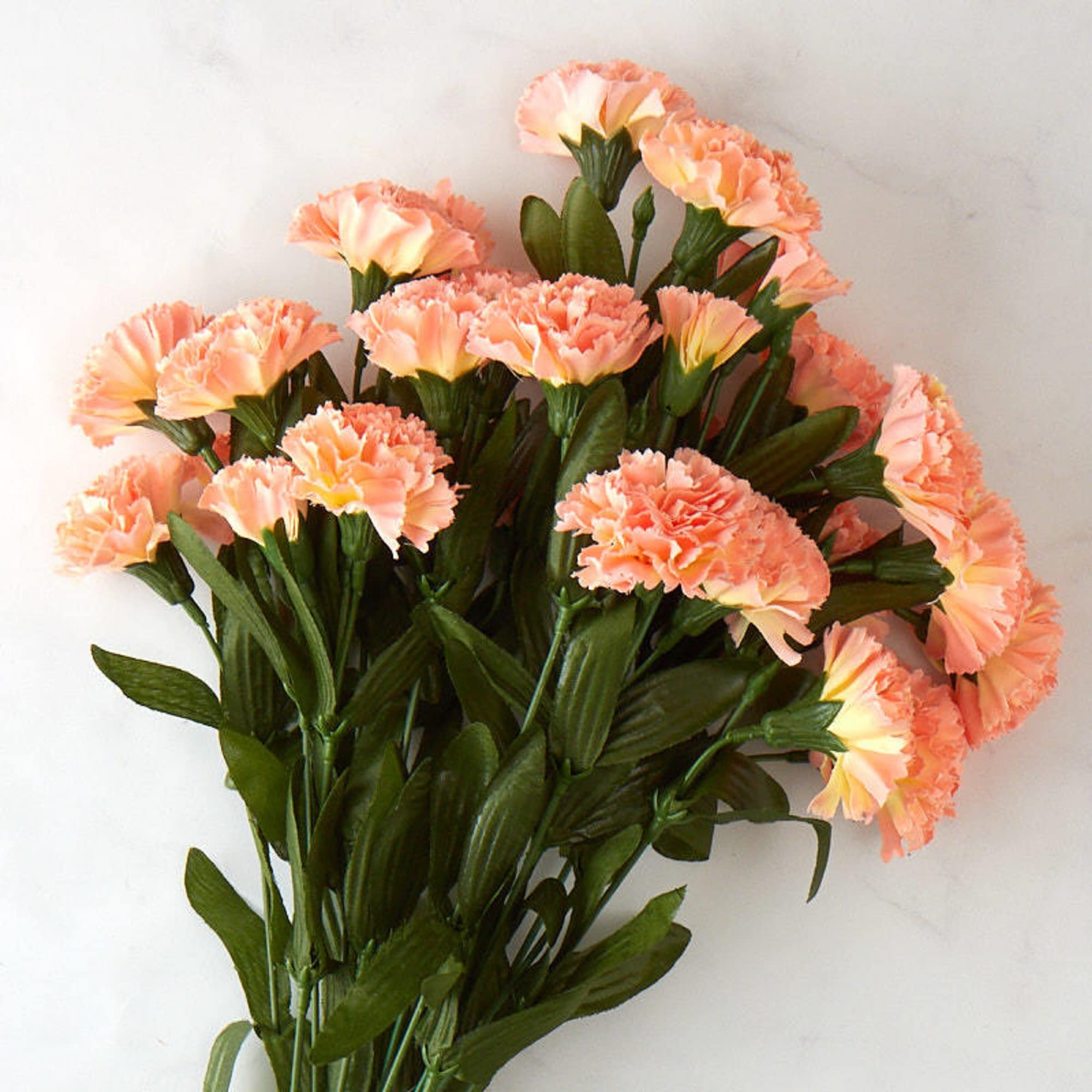 Peach Carnation Flower Seeds for Planting