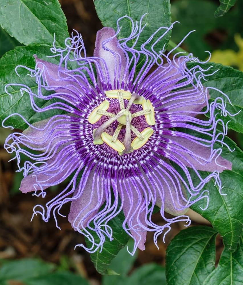 Passion Flower Bonsai Incarnate Passiflora