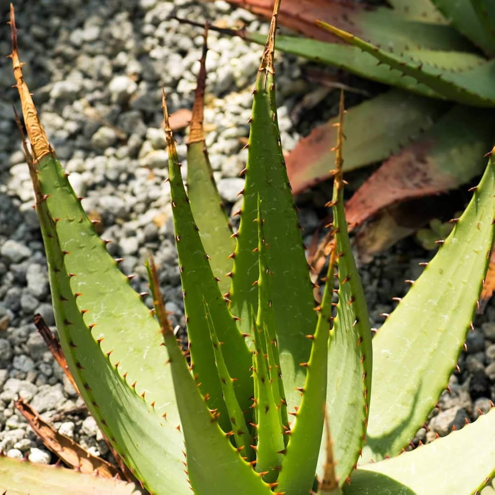 Aloe Cameron Light Green Seeds For Planting Herb