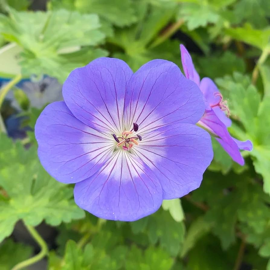 Purple Univalve Geranium Seeds For Charming Planting Plant Seeds