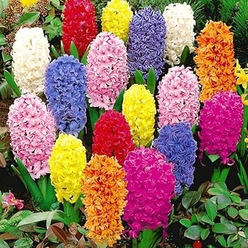 Hyacinthus Orientalis Flower seeds for Planting - Long Bloom Season, Heirloom & GMO Free Seeds for Home Garden
 
 Sale seeds for home garden