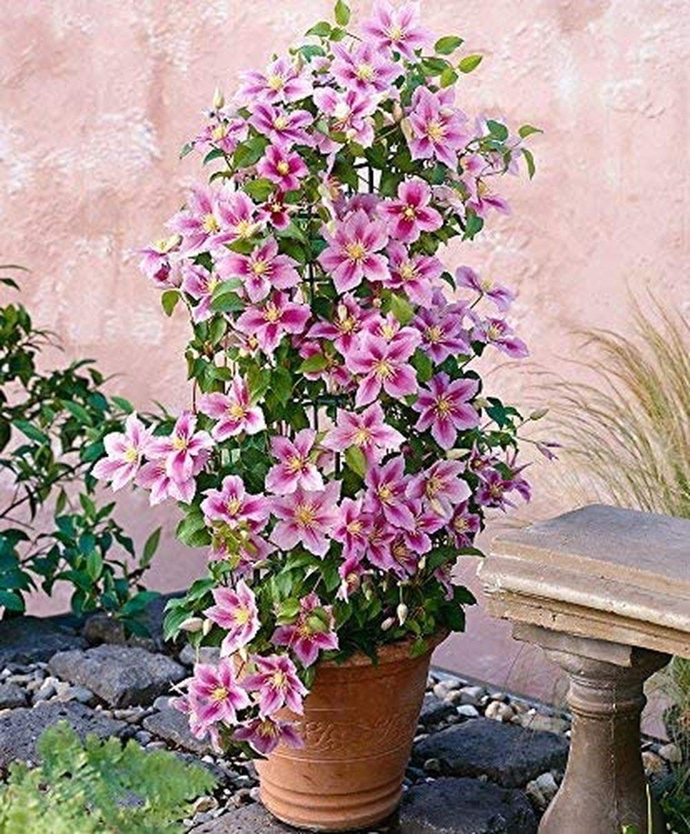 Light Pink Clematis Flower seeds for Planting Premium Quality Heirloom & GMO Free Seeds for Home Garden 
 
 Sale for planting in home garden