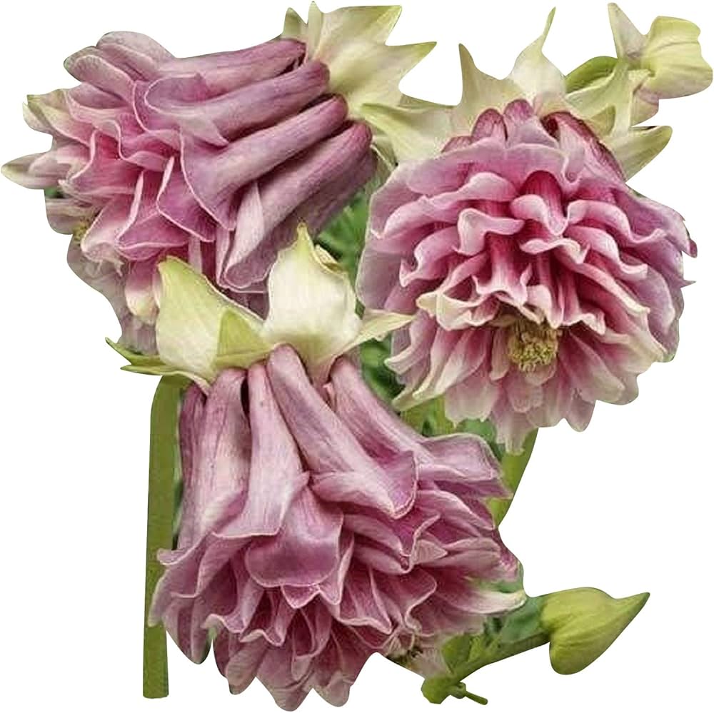 Aquilegia for planting in home garden