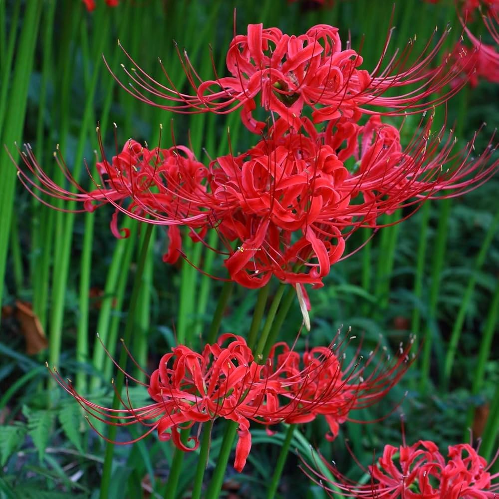 Japanese Radiata Lycoris flower seeds