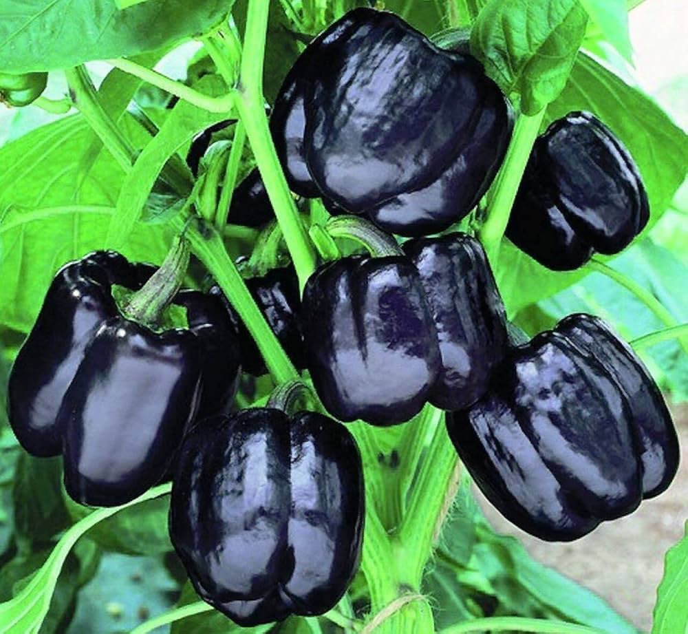 Black Bell Pepper Vegetable Seeds For Planting