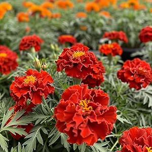 Dark Red Marigold Flower Seeds For Planting - Vibrant Annuals