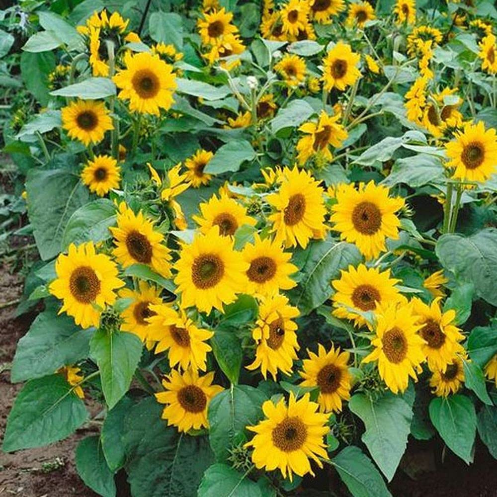 Dwarf Sunflower Helianthus annuus Seeds for planting in flower bed
