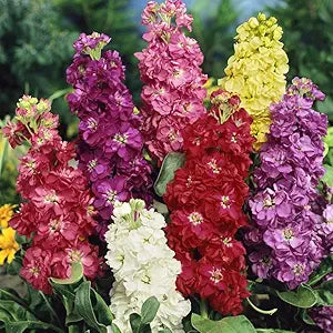 Sera Stock Matthiola Hot Cakes seeds for colorful blooms