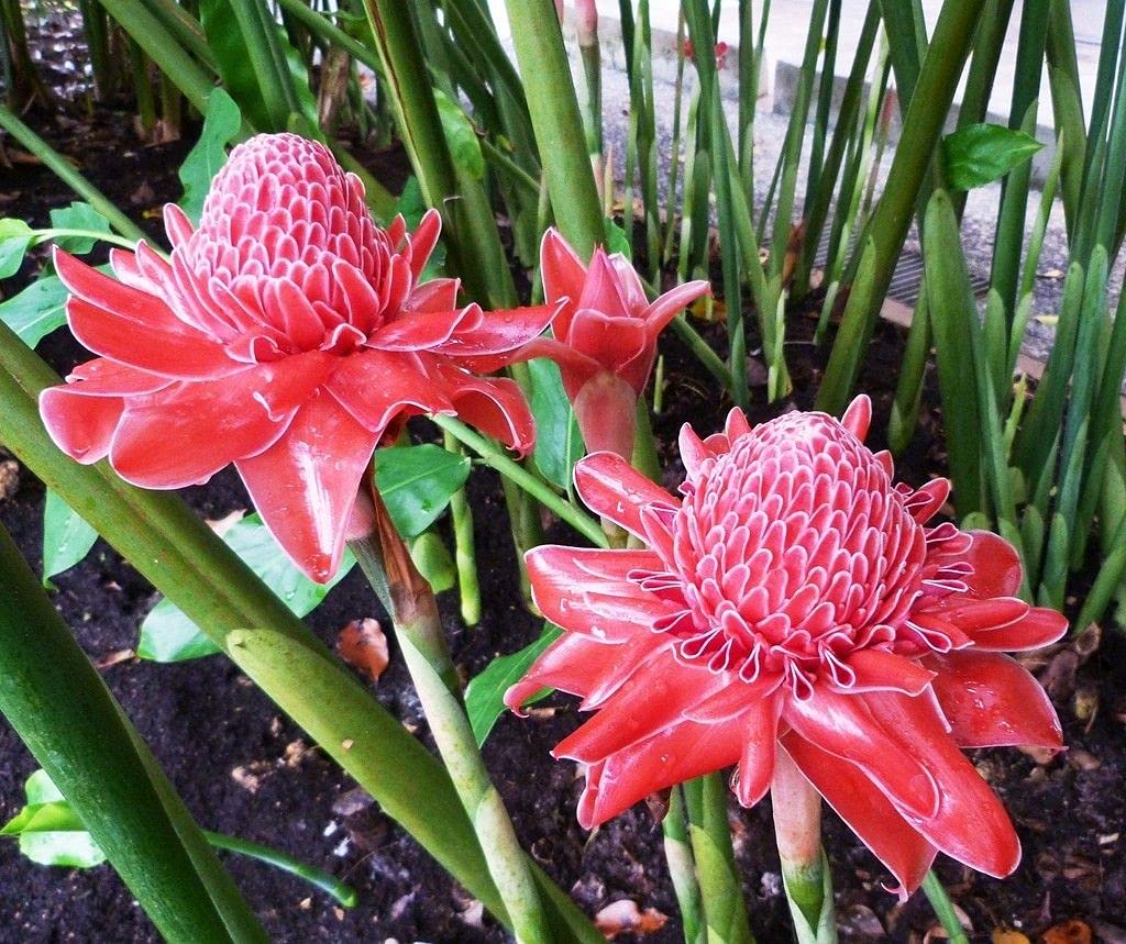Rainbow Torch Ginger Flower seeds for Planting - Premium Quality, Heirloom & GMO Free Seeds for Home Garden
