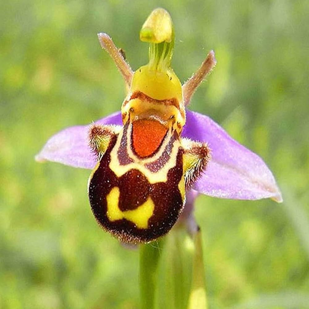 Bee Orchid Ophrys apifera for planting in flower bed.