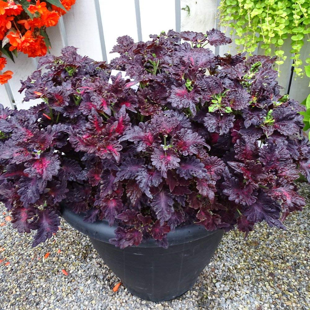 Rainbow Dragon Coleus Coleus blumei for planting in container garden