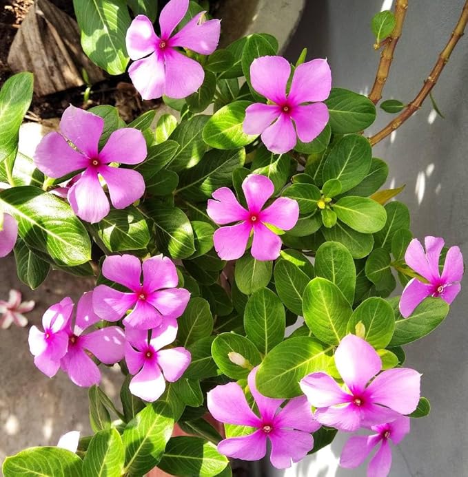 Vinca Flower seeds for Planting - Garden Favorite, Heirloom & GMO Free Seeds for Home Garden
 
 Sale for planting in home garden