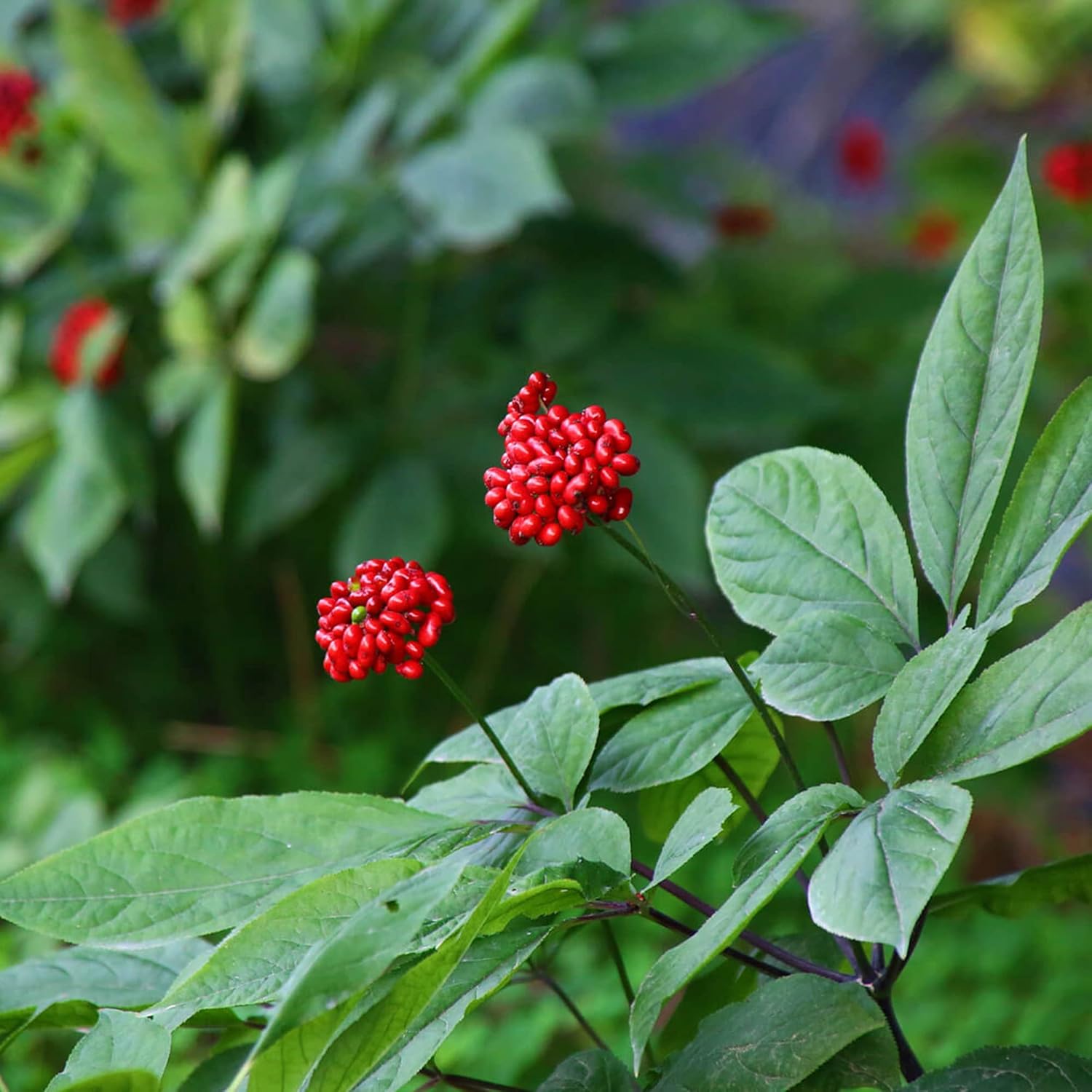 Korean Ginseng Seeds Panax Perennial Health Benefits Garden Beds Outdoor Border Herb Best Selling