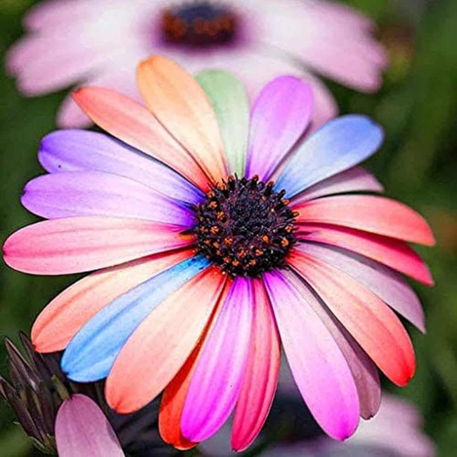 Osteospermum Daisy Osteospermum spp. for planting in flower bed