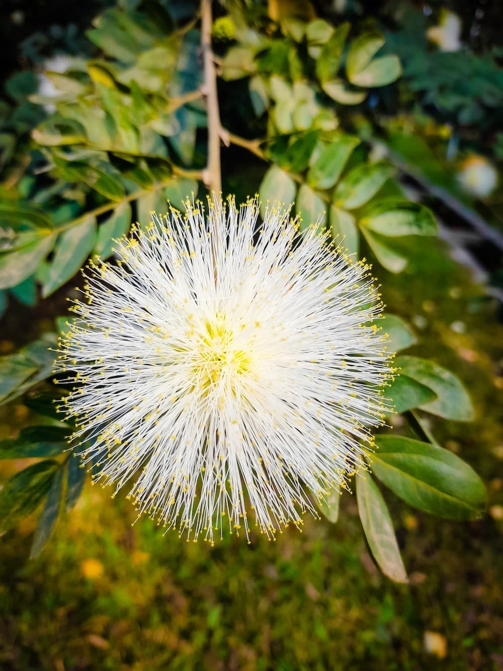 Mimosa Flower seeds for Planting - Low Maintenance, Heirloom & GMO Free Seeds for Home Garden
 
 Sale for planting in home garden.