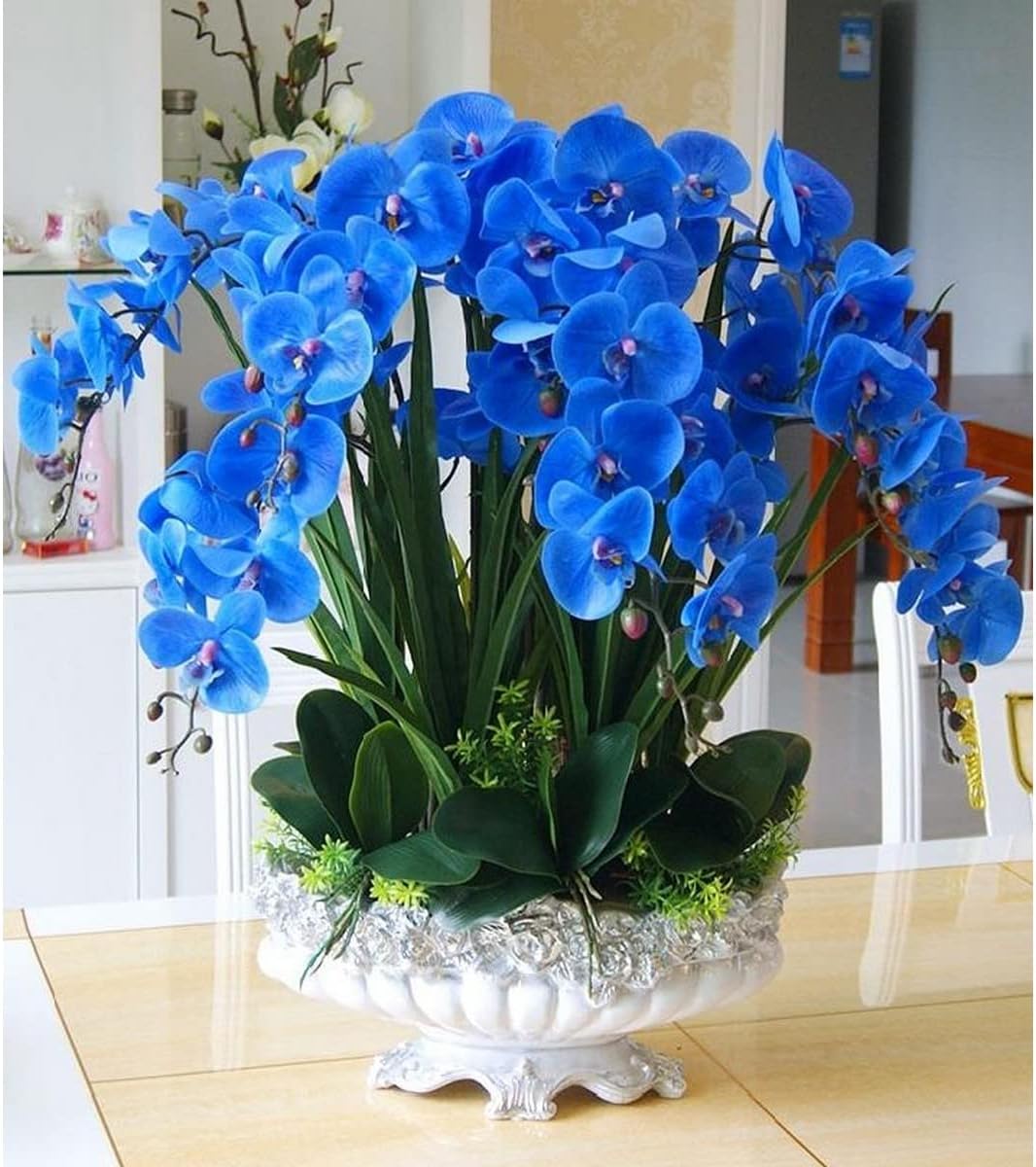 Blue Butterfly Orchid Flower seeds for Planting - Long Bloom Season, Heirloom & GMO Free Seeds for Home Garden
 
 Sale seeds for planting in home garden