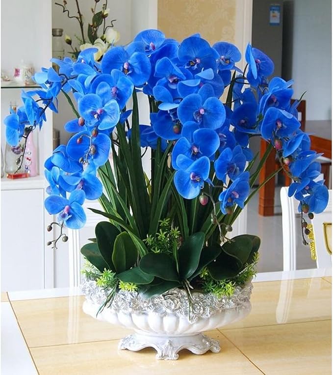 Phalaenopsis Orchid Flower seeds for Planting - Cut Flower Favorite, Heirloom & GMO Free Seeds for Home Garden
 
 Sale for planting in home garden