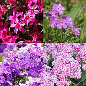 Mix Phlox Phlox spp for planting in flower bed