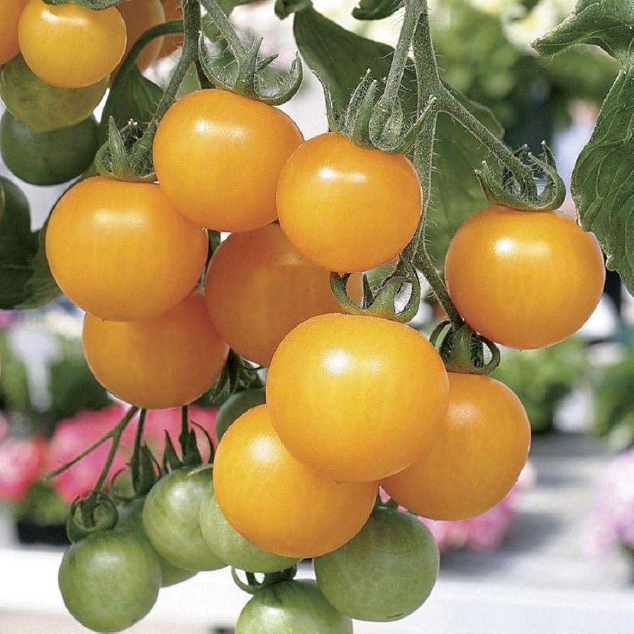 Lemon Boy Tomato Solanum Lycopersicum Seeds for planting in urban garden