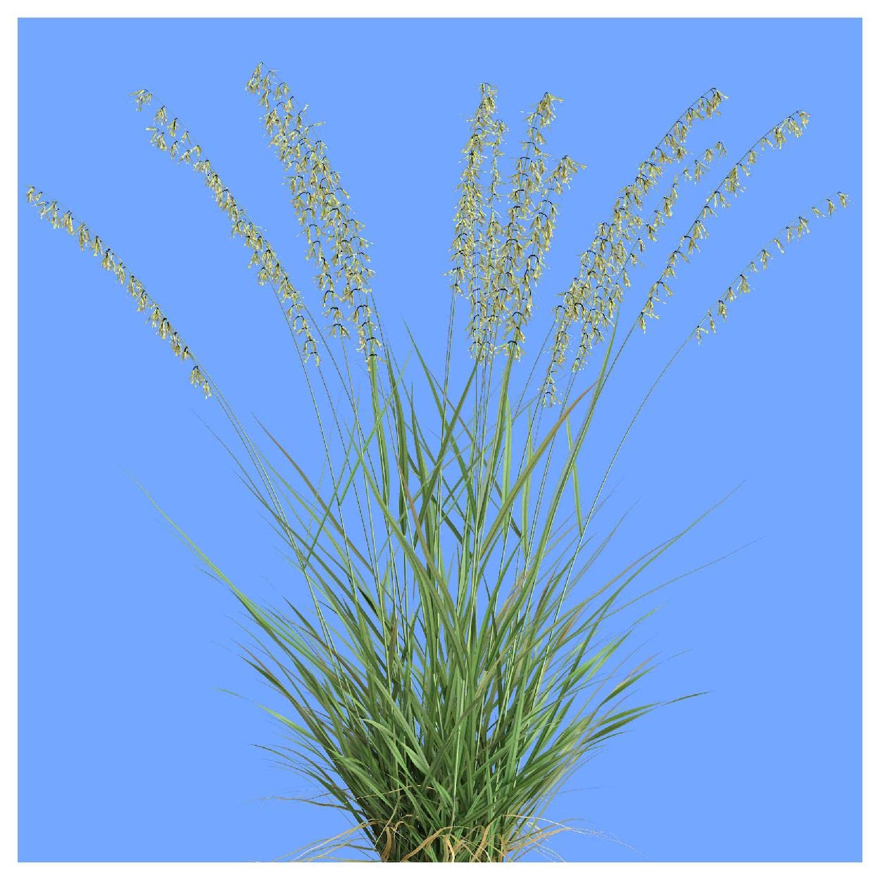 Oat Grama Bouteloua gracilis native grass seeds for planting