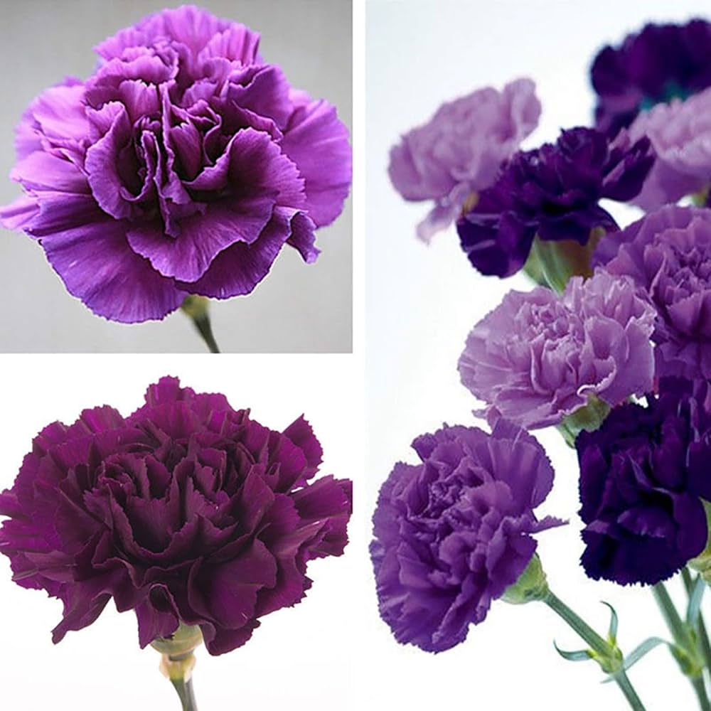 Rare Carnation Dianthus caryophyllus Seeds for planting in flower bed
