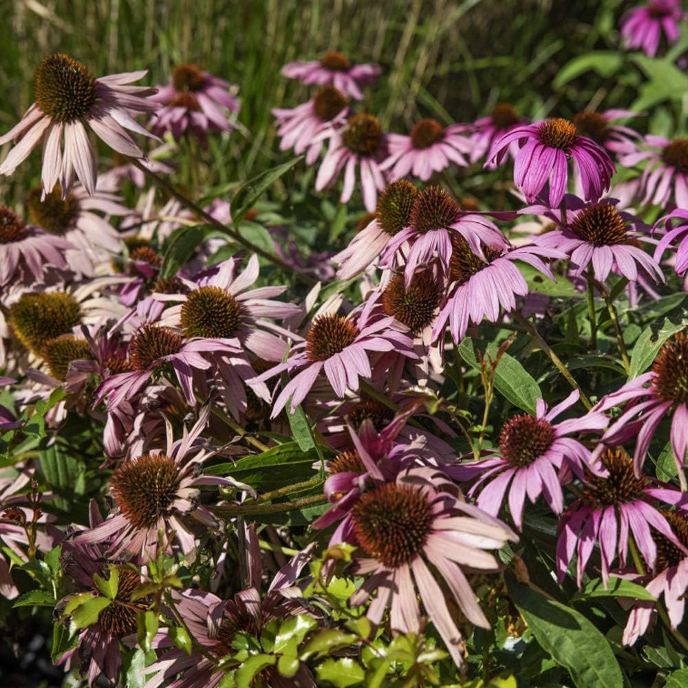 Coneflower Echinacea Purpurea Seeds for planting in pollinator garden