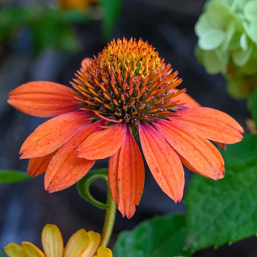 Orange Echinacea Echinacea purpurea for planting in flower bed