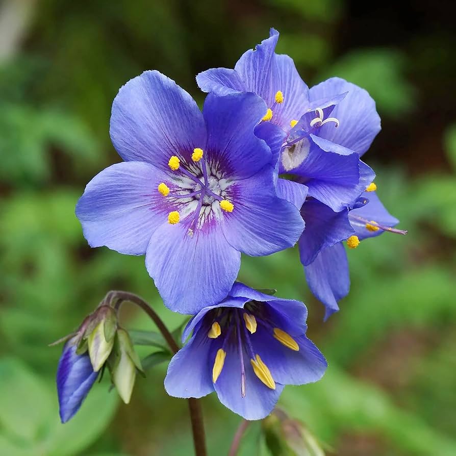 Polemonium Jacob’s Ladder Polemonium reptans Seeds for planting in flower bed