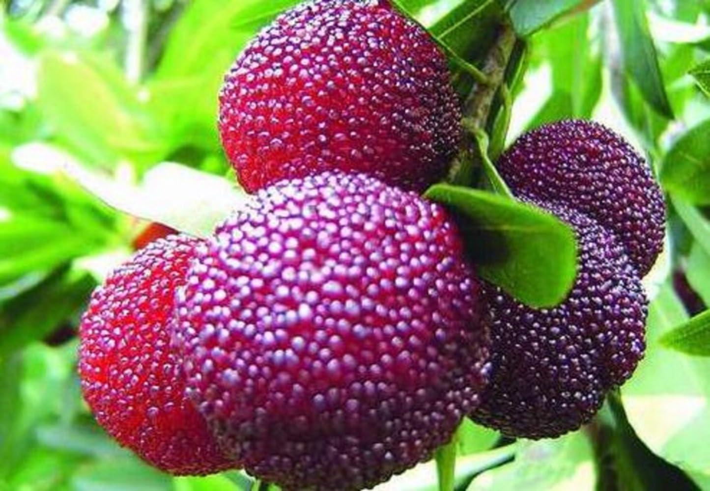 Arbutus Bayberry Fruit Seeds For Planting - Grow Edible Berries