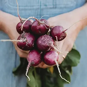 Purple Giant Radish seeds for bold radishes