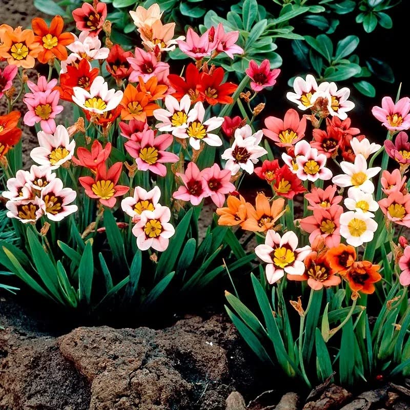 Tricolor Sparaxis Sparaxis tricolor for planting in flower bed