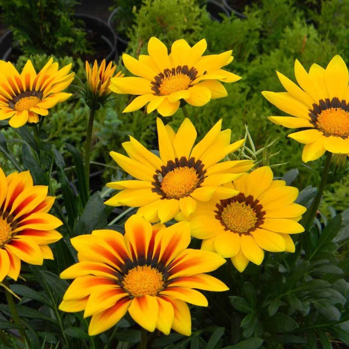 Gazania Sunflower Gazania rigens for planting in coastal garden