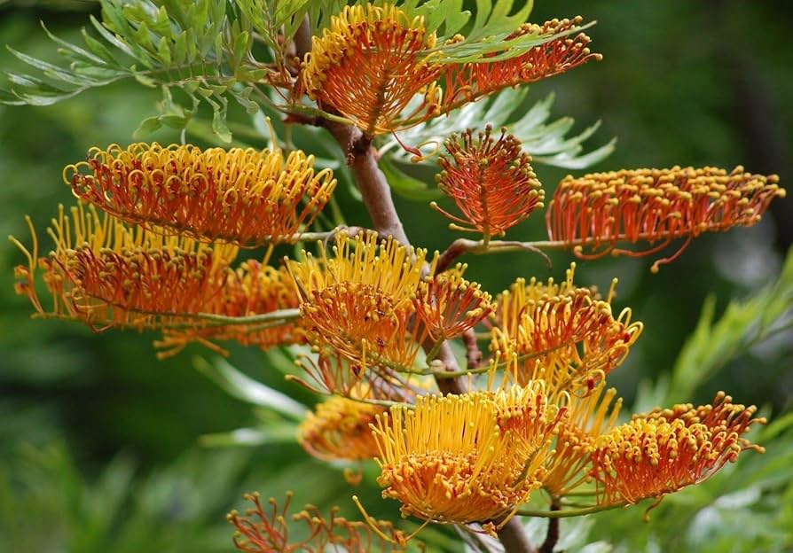 Grevillea Grevillea spp. for planting in tropical garden