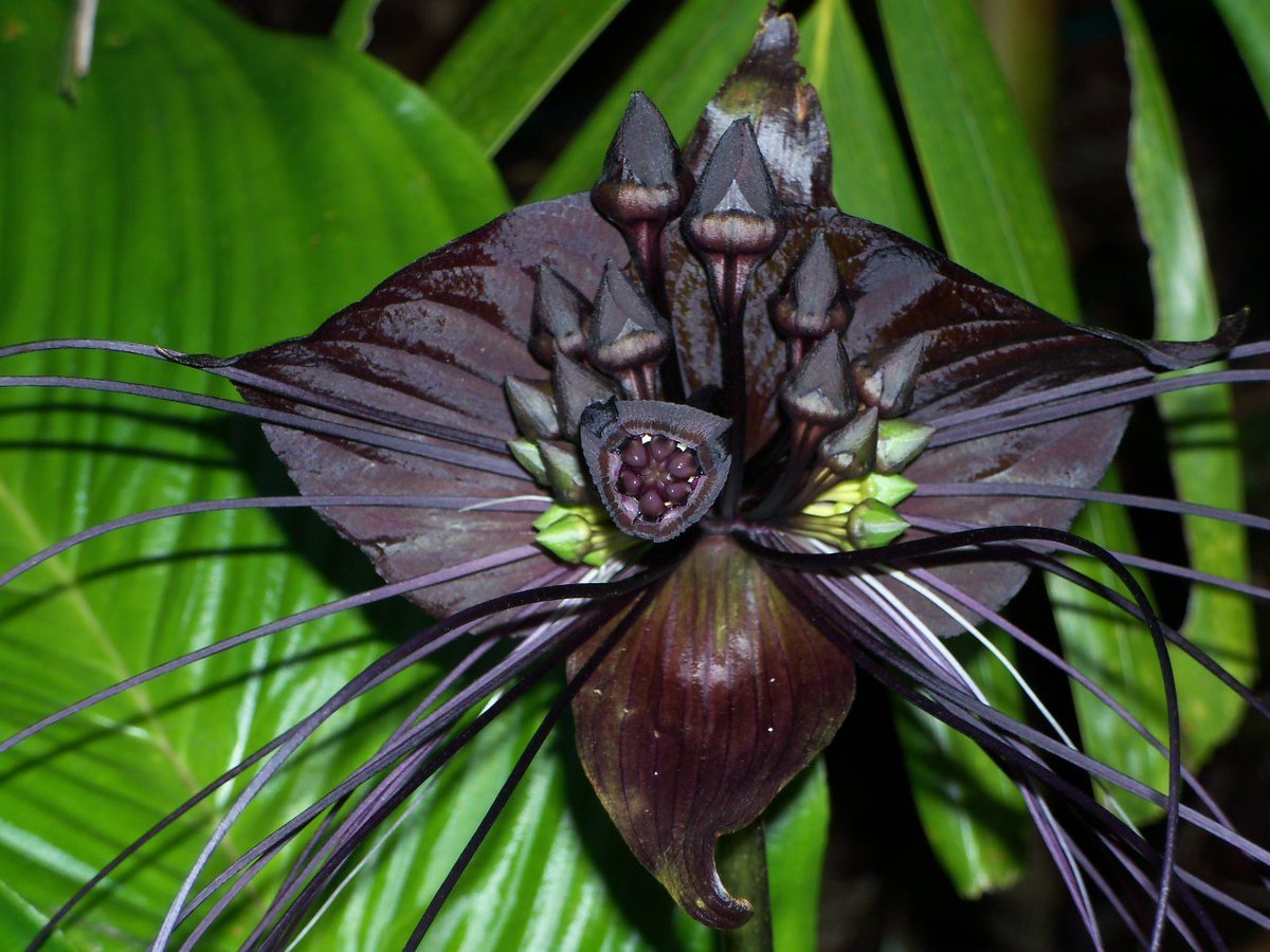 Tacca (Tacca Chantrieri) seeds for planting in home garden