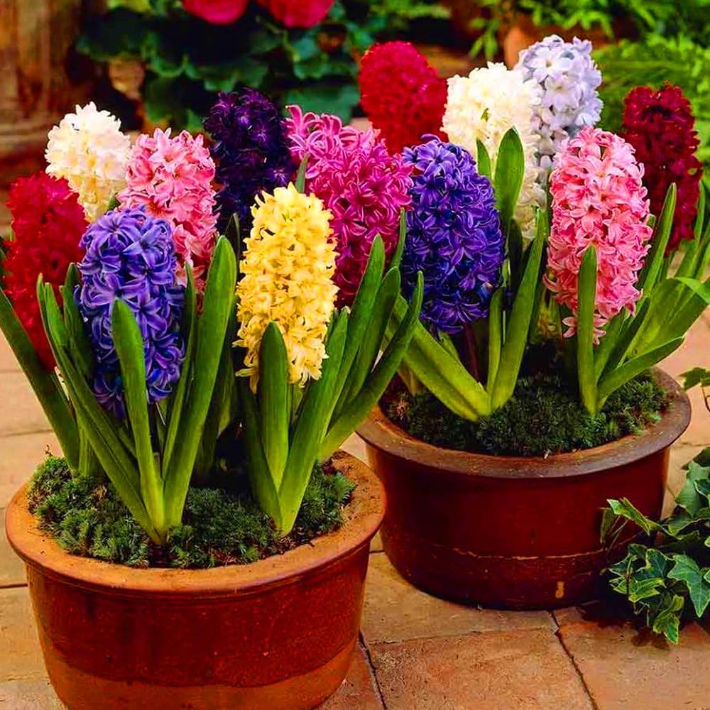 Hyacinth Flower seeds for Planting - Hardy Variety, Heirloom & GMO Free Seeds for Home Garden
 
 Sale seeds for home garden