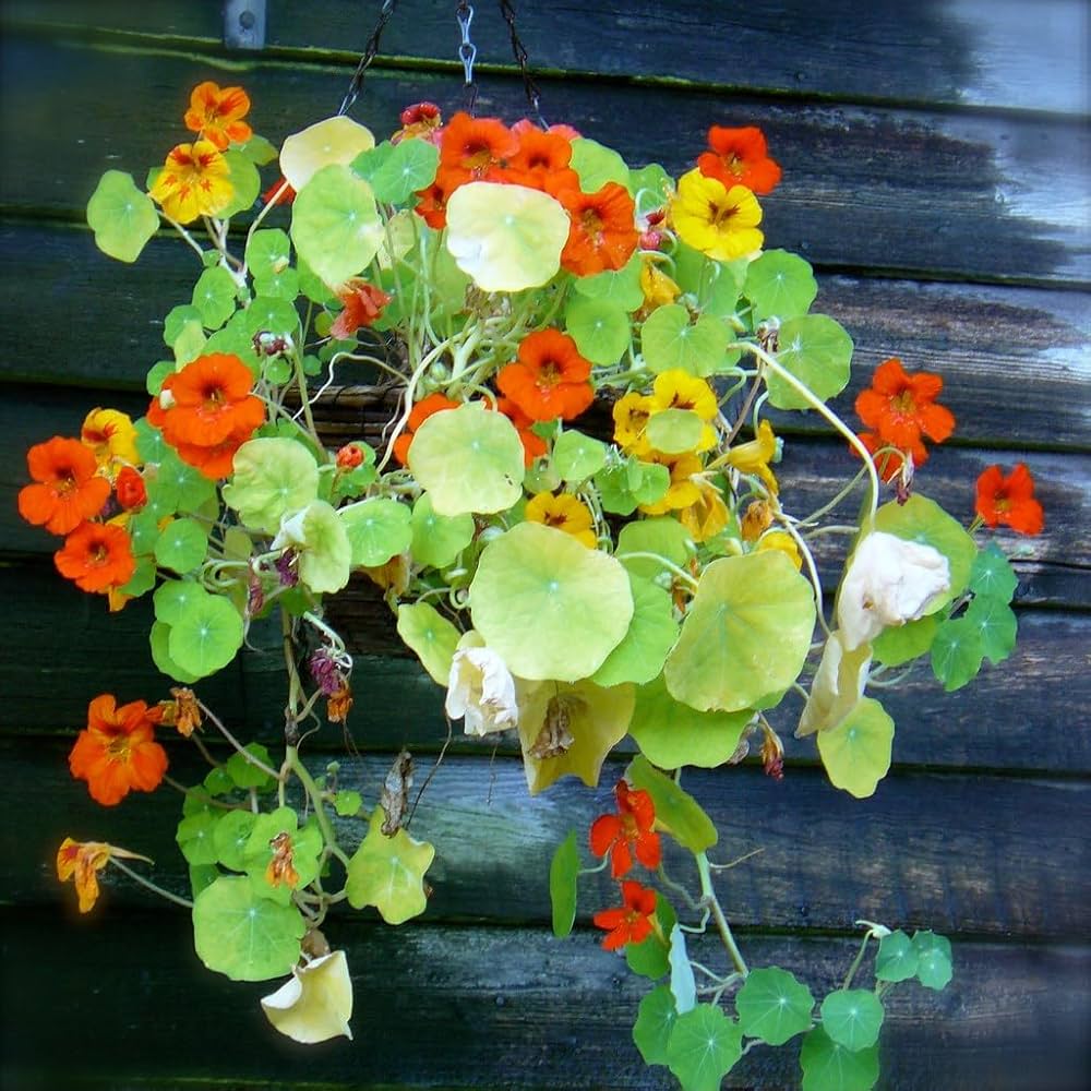 Nasturtium Tropaeolum majus for planting in flower bed.